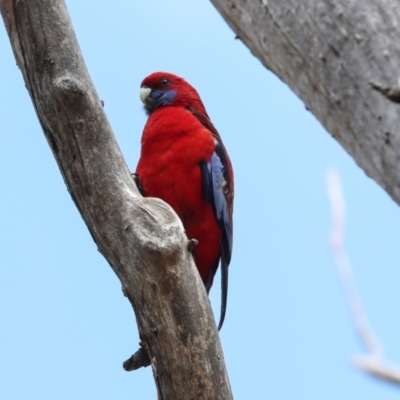 Platycercus elegans (Crimson Rosella) at Hawker, ACT - 27 Mar 2024 by AlisonMilton