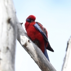 Platycercus elegans at Hawker, ACT - 27 Mar 2024