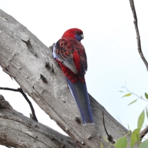 Platycercus elegans at Hawker, ACT - 27 Mar 2024