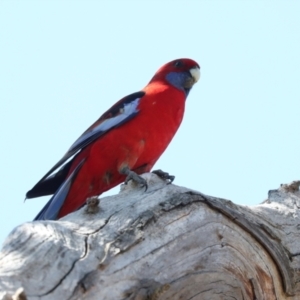 Platycercus elegans at Hawker, ACT - 27 Mar 2024