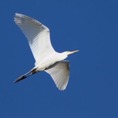 Ardea alba (Great Egret) at Wollondilly Local Government Area - 15 May 2024 by Freebird