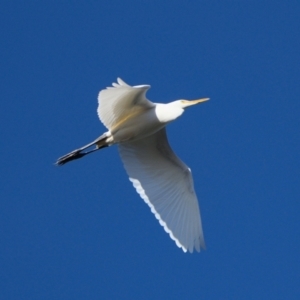 Ardea alba at Wollondilly Local Government Area - 15 May 2024 04:06 PM