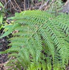 Calochlaena dubia (Rainbow Fern) at Uriarra, NSW - 18 May 2024 by NedJohnston