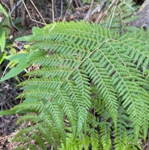 Calochlaena dubia at Brindabella National Park - 18 May 2024