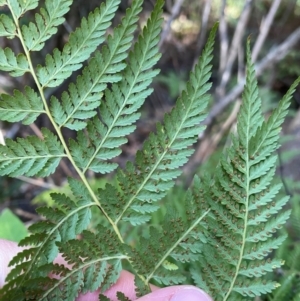 Calochlaena dubia at Brindabella National Park - 18 May 2024