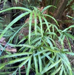 Pteris umbrosa (Jungle Brake) at Uriarra Village, ACT - 25 Apr 2024 by NedJohnston