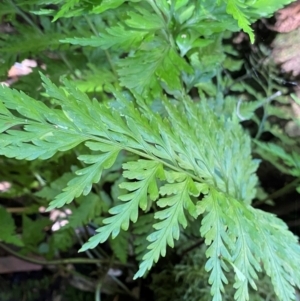 Asplenium gracillimum at Namadgi National Park - 25 Apr 2024