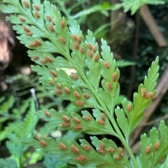 Asplenium gracillimum at Namadgi National Park - 25 Apr 2024