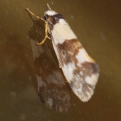 Philenora aspectalella (Little Mask Philenora) at Freshwater Creek, VIC - 3 May 2021 by WendyEM