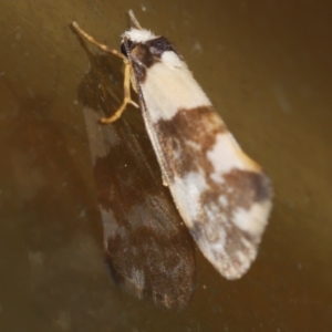 Philenora aspectalella at WendyM's farm at Freshwater Ck. - 3 May 2021