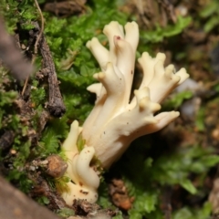 Ramaria sp. (A Coral fungus) at Tidbinbilla Nature Reserve - 18 May 2024 by TimL