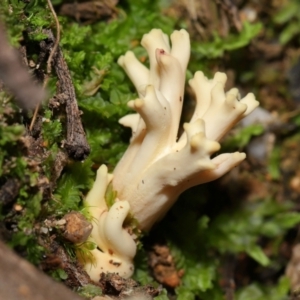 Unidentified Coralloid fungus, markedly branched at Paddys River, ACT by TimL