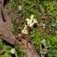 Ramaria sp. at Tidbinbilla Nature Reserve - 18 May 2024 11:57 AM