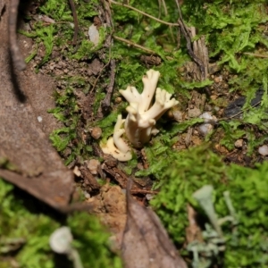 Ramaria sp. at Tidbinbilla Nature Reserve - 18 May 2024 11:57 AM