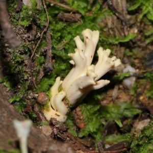 Ramaria sp. at Tidbinbilla Nature Reserve - 18 May 2024 11:57 AM