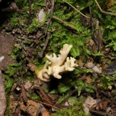 Ramaria sp. at Tidbinbilla Nature Reserve - 18 May 2024 11:57 AM