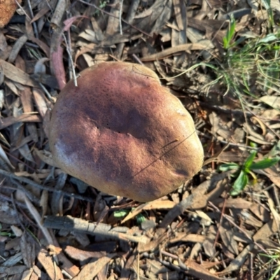 Unidentified Cap on a stem; gills below cap [mushrooms or mushroom-like] at Bruce, ACT - 14 May 2024 by HelenaWalker