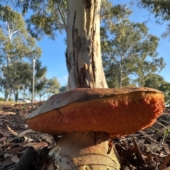 zz bolete at University of Canberra - 15 May 2024 08:35 AM