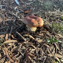 zz bolete at University of Canberra - 15 May 2024 08:35 AM