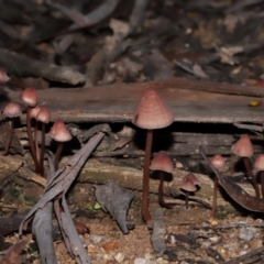 Mycena kuurkacea (Bleeding Mycena) at Tidbinbilla Nature Reserve - 18 May 2024 by TimL