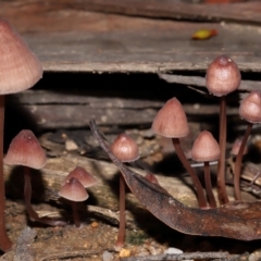 Mycena kuurkacea at Tidbinbilla Nature Reserve - 18 May 2024