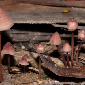 Mycena kuurkacea at Tidbinbilla Nature Reserve - 18 May 2024 11:55 AM