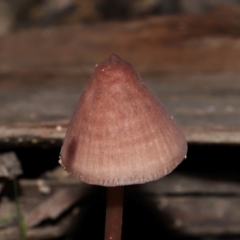 Mycena kuurkacea at Tidbinbilla Nature Reserve - 18 May 2024 11:55 AM