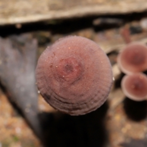 Mycena kuurkacea at Tidbinbilla Nature Reserve - 18 May 2024