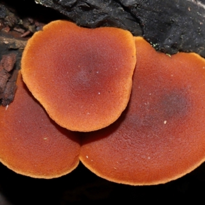 Unidentified Cap on a stem; gills below cap [mushrooms or mushroom-like] at Tidbinbilla Nature Reserve - 18 May 2024 by TimL