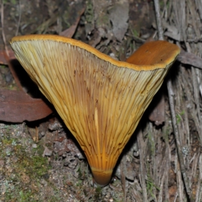 Unidentified Cap on a stem; gills below cap [mushrooms or mushroom-like] at Tidbinbilla Nature Reserve - 18 May 2024 by TimL