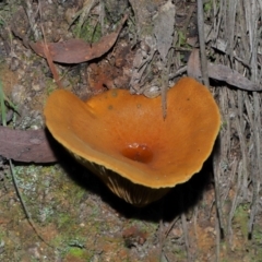 Austropaxillus sp. at Tidbinbilla Nature Reserve - 18 May 2024