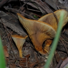 Austropaxillus sp. at Tidbinbilla Nature Reserve - 18 May 2024