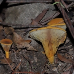 Austropaxillus sp. at Tidbinbilla Nature Reserve - 18 May 2024