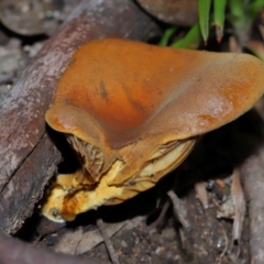 Austropaxillus sp. at Tidbinbilla Nature Reserve - 18 May 2024