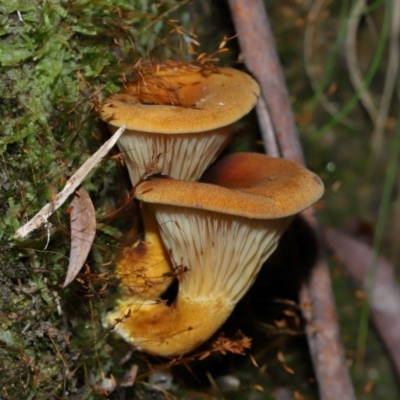 Unidentified Cap on a stem; gills below cap [mushrooms or mushroom-like] at Tidbinbilla Nature Reserve - 18 May 2024 by TimL