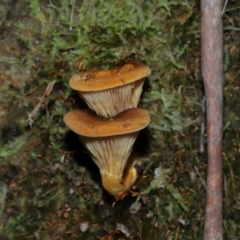 Austropaxillus sp. at Tidbinbilla Nature Reserve - 18 May 2024