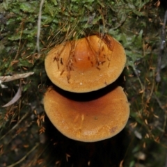 Austropaxillus sp. at Tidbinbilla Nature Reserve - 18 May 2024