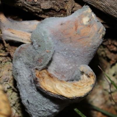 Unidentified Moulds at Tidbinbilla Nature Reserve - 18 May 2024 by TimL