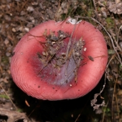 Unidentified Cap on a stem; gills below cap [mushrooms or mushroom-like] at Tidbinbilla Nature Reserve - 18 May 2024 by TimL