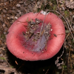 Russula persanguinea at Tidbinbilla Nature Reserve - 18 May 2024