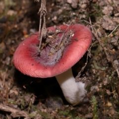 Russula persanguinea at Tidbinbilla Nature Reserve - 18 May 2024