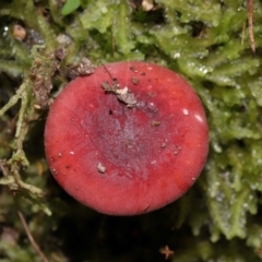 Russula persanguinea at Tidbinbilla Nature Reserve - 18 May 2024