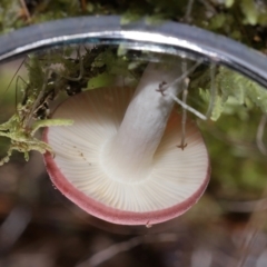 Russula persanguinea at Tidbinbilla Nature Reserve - 18 May 2024