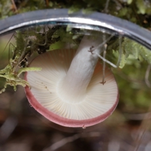 Russula persanguinea at Tidbinbilla Nature Reserve - 18 May 2024