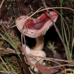 Russula persanguinea at Tidbinbilla Nature Reserve - 18 May 2024 12:06 PM