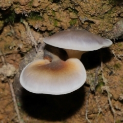 Omphalotus nidiformis (Ghost Fungus) at Paddys River, ACT - 18 May 2024 by TimL