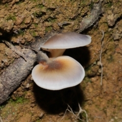 Omphalotus nidiformis at Tidbinbilla Nature Reserve - 18 May 2024