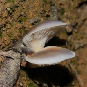 Omphalotus nidiformis at Tidbinbilla Nature Reserve - 18 May 2024