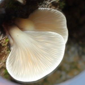 Omphalotus nidiformis at Tidbinbilla Nature Reserve - 18 May 2024