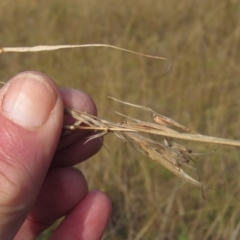 Cymbopogon refractus (Barbed-wire Grass) at Latham, ACT - 6 May 2024 by pinnaCLE